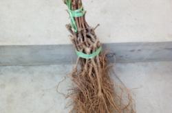 赤峰葡萄苗嫁接苗銷售電話號碼