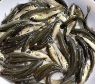 赤峰青魚苗養(yǎng)殖生產(chǎn)商電話號碼