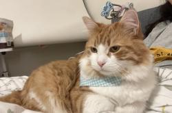 赤峰橘貓咖啡館地址電話號(hào)碼