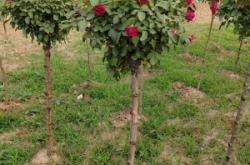 赤峰月季花苗圃商家電話號(hào)碼