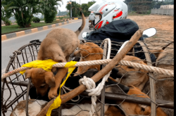 赤峰狗肉小館電話號碼查詢是多少