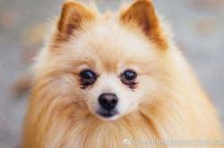 松獅美容赤峰店電話號碼查詢