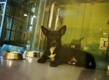 赤峰市柯基寄養(yǎng)中心電話號碼