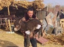 赤峰養(yǎng)驢托管電話多少號碼