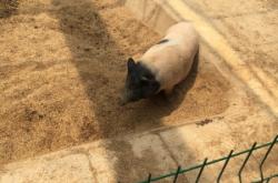 赤峰萌動(dòng)動(dòng)物樂(lè)園團(tuán)購(gòu)電話號(hào)碼