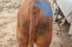 赤峰10頭牛苗批發(fā)電話號碼