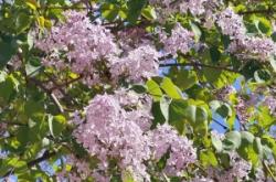 赤峰市丁香百麗家具電話號碼