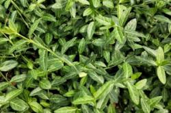 小葉扶芳藤批發(fā)