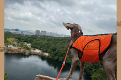 赤峰市大福狗狗樂園電話號碼