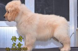 赤峰市金毛犬舍電話號(hào)碼多少