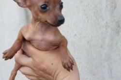 赤峰買狗聯(lián)系電話號碼是多少