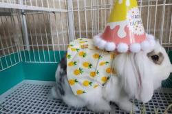 赤峰五哥玩具店電話地址查詢