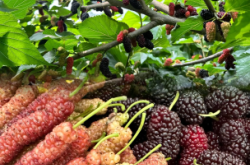 赤峰市摘蠶蛹電話號(hào)碼是多少