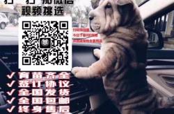 赤峰免費(fèi)送狗的地方電話號(hào)碼