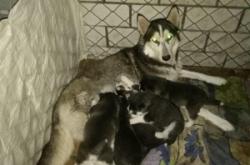 赤峰賣狗的電話號碼查詢是多少