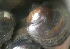 赤峰市河蚌批發(fā)電話地址查詢