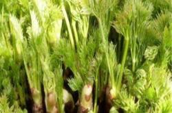 赤峰刺嫩芽苗專賣店電話號碼