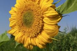 赤峰葵花油加工廠電話號(hào)碼