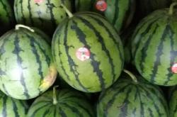 赤峰黃肉西瓜種植基地電話號(hào)碼