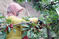 赤峰鈣果采摘園電話號碼查詢