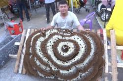 赤峰土蜂養(yǎng)殖基地電話多少號