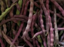 赤峰市豆角架子廠家電話號碼