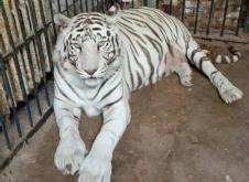 赤峰動(dòng)物園電話(huà)號(hào)碼查詢(xún)是多少