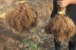 赤峰圓棗子苗專賣店電話號碼