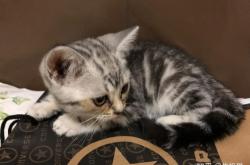 赤峰喵喵貓舍電話號(hào)碼查詢