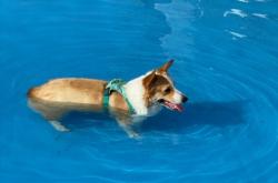 赤峰市寵物樂園地址電話號碼