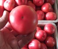 赤峰寧城西瓜種植基地電話號(hào)碼