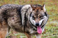 赤峰狼牙救援隊(duì)地址電話號(hào)碼