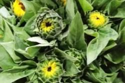 赤峰向日葵籽批發(fā)電話號(hào)碼