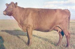 赤峰紅牛折扣店電話號碼查詢