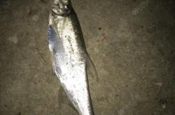 赤峰市附近夜釣地點(diǎn)電話號(hào)碼