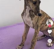 赤峰領(lǐng)養(yǎng)靈緹電話(huà)多少啊