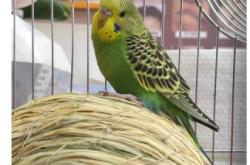 赤峰金典萌寵電話號碼查詢