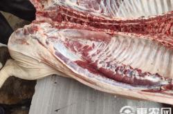 赤峰豬肉批發(fā)商電話號碼查詢