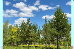 赤峰到四道灣拼車電話號碼是多少