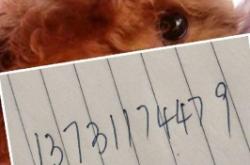 赤峰市狗狗領養(yǎng)電話號碼查詢