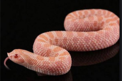 赤峰養(yǎng)鴨子基地電話號碼查詢