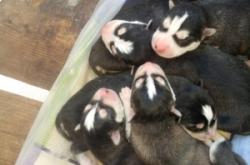 赤峰市區(qū)寵物狗回收電話號碼