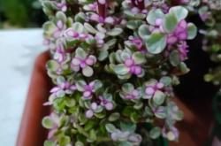 赤峰盆栽直播平臺(tái)電話是多少號(hào)