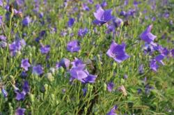 赤峰廢柴收購電話號碼查詢電話