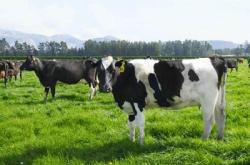 赤峰奶牛家百貨地址電話(huà)號(hào)碼