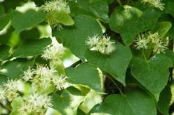 赤峰椴樹苗廠家電話多少號