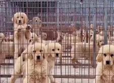 赤峰市金毛犬舍電話多少號(hào)