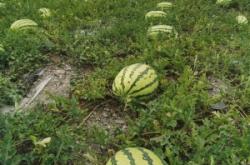 赤峰萬畝西瓜種植基地電話號碼