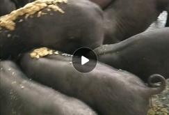 赤峰市生豬屠宰場電話號碼