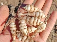 赤峰附近挖菜地點電話多少號